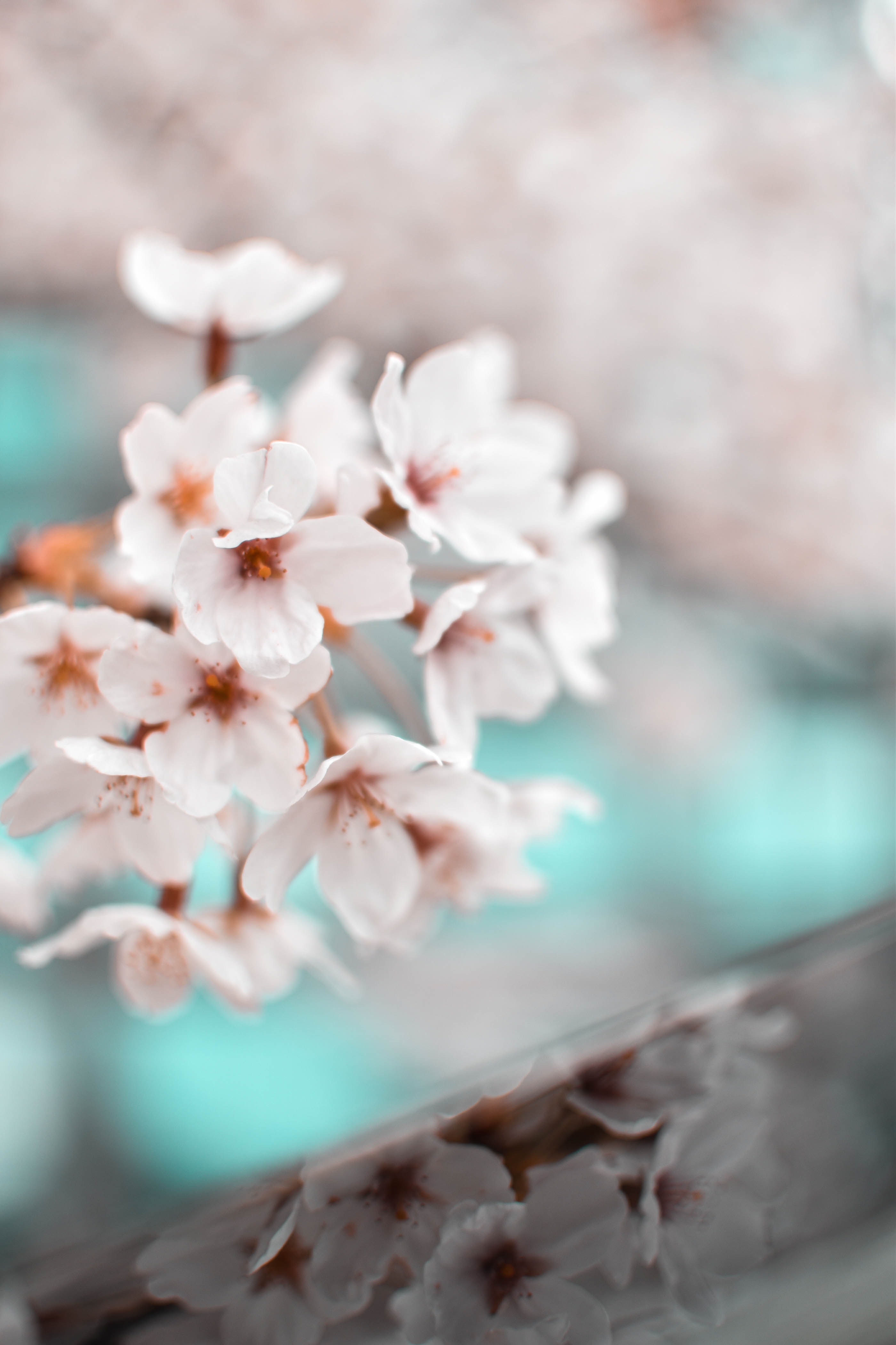 beautiful-bloom-blooming-2076494