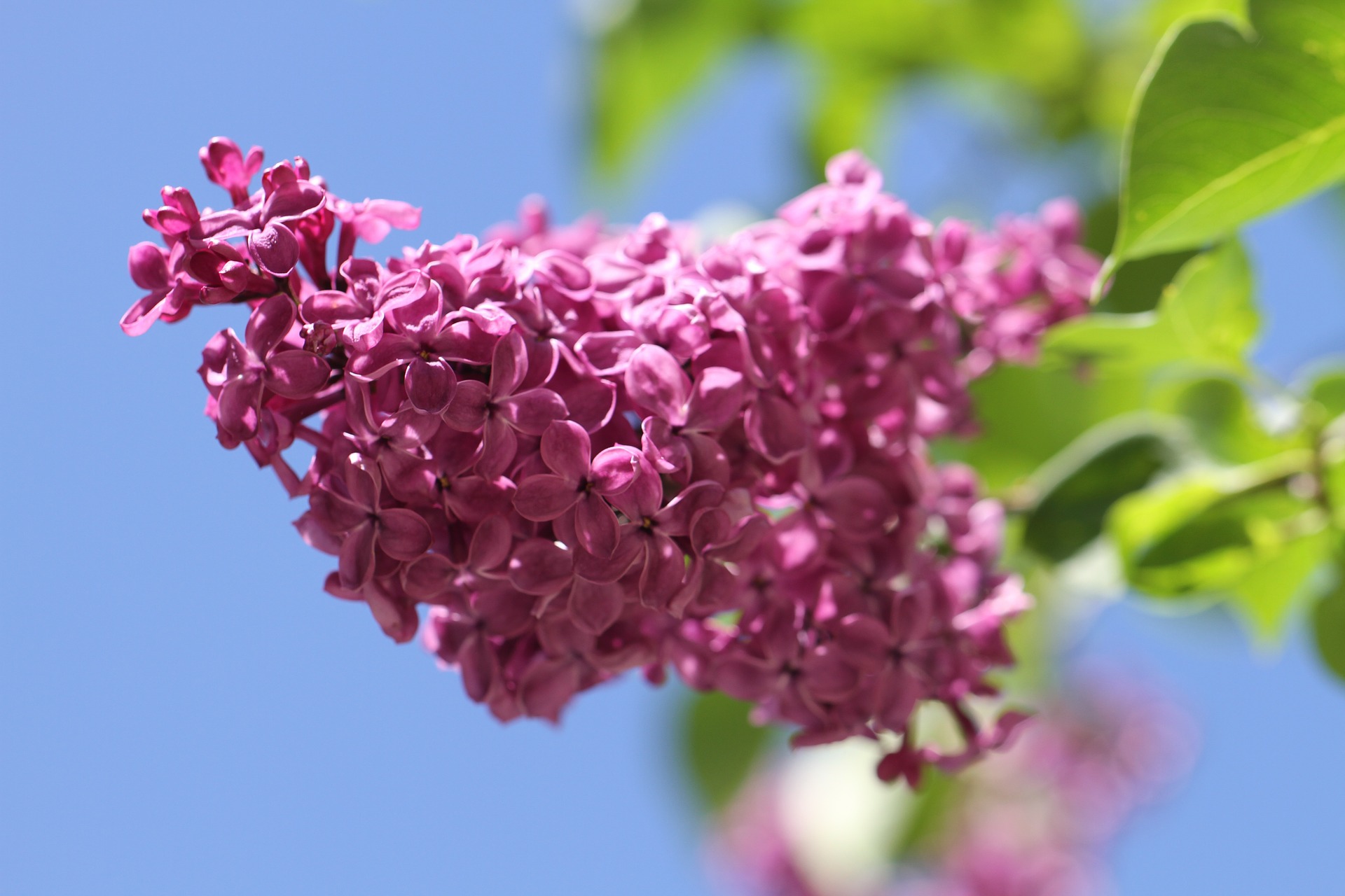 lilac-140200_1920