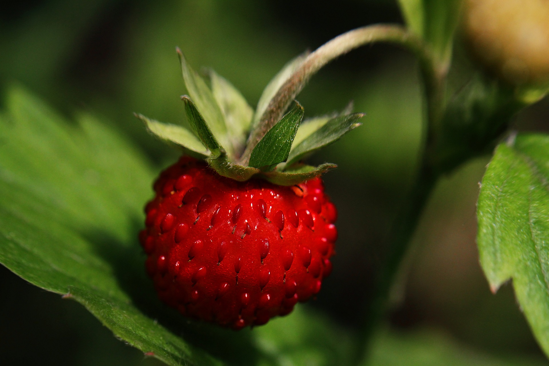 wild-strawberry-5332677_1920