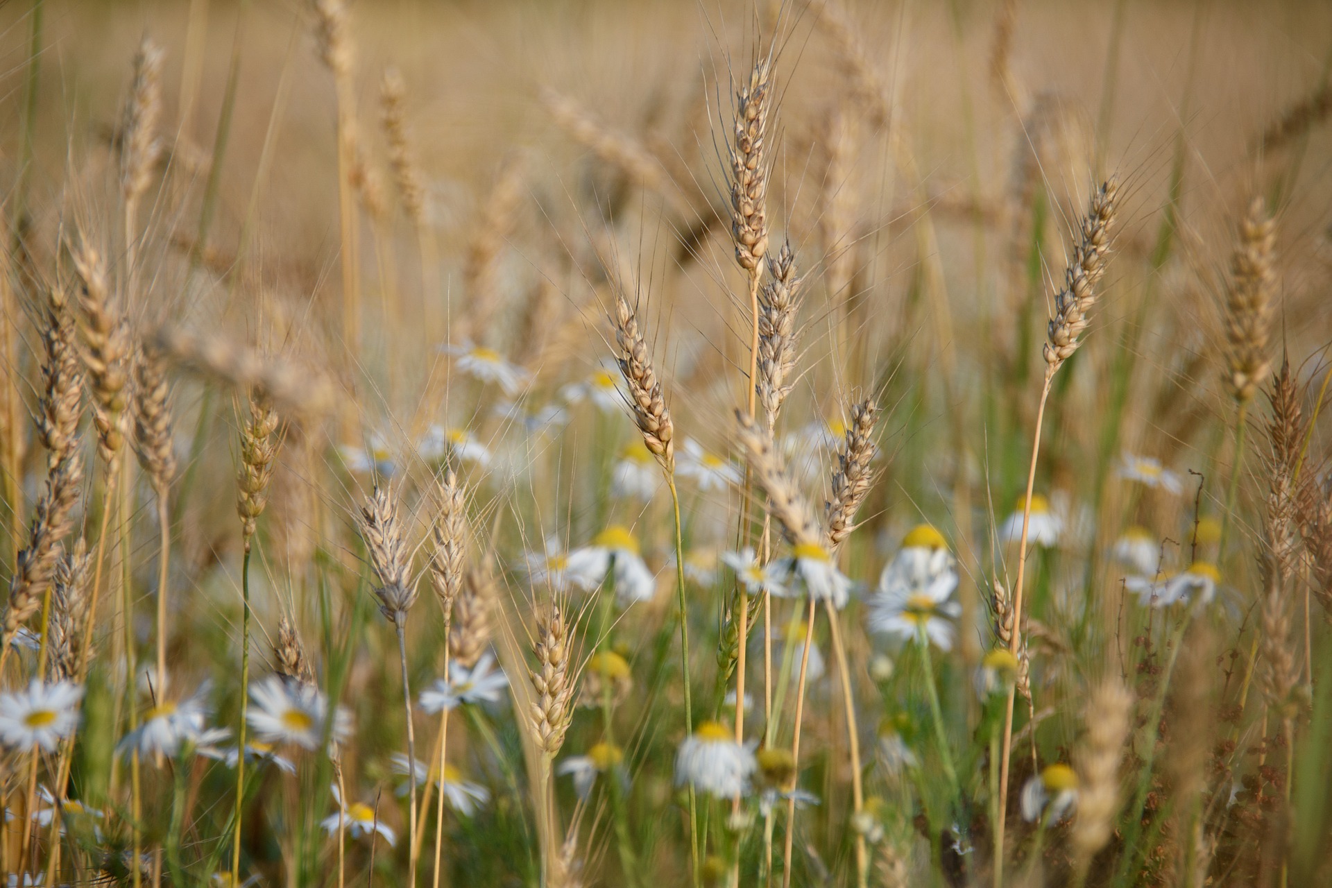 wheat-879217_1920